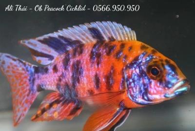 Ali Thái - Ob Peacock Cichlid