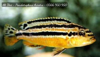 Ali thái - Pseudotropheus Auratus