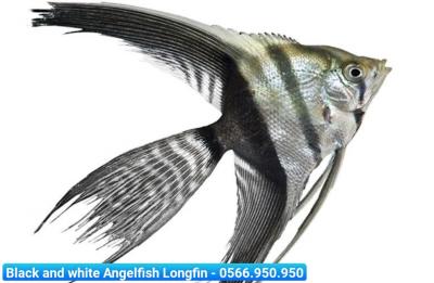 Black And White Angelfish Longfin