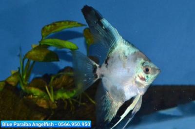 Blue Paraiba Angelfish