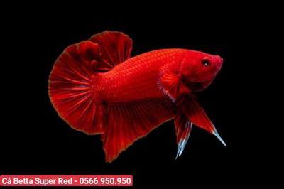 Cá Betta Super Red