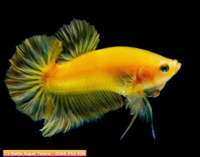 Cá Betta Super Yellow