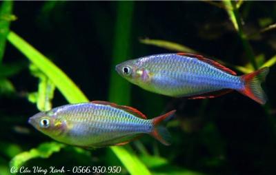 Cá Cầu Vồng Xanh - Dwarf Rainbow Fish