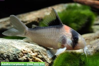 Cá Chuột Adolfoi - Adolfoi Corydoras