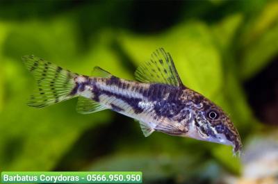 Cá Chuột Barbatus - Barbatus Corydoras