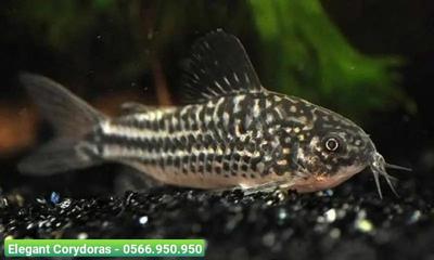 Cá Chuột Elegant - Elegant Corydoras