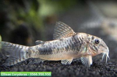 Cá Chuột Ellisae - Ellisae Corydoras