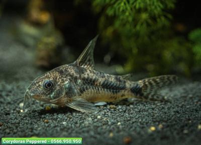 Cá Chuột Muối Tiêu - Corydoras Peppered