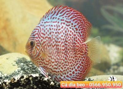 Cá Dĩa Beo - Leopar Red Discus