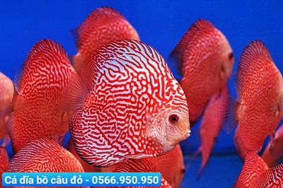 Cá Dĩa Bồ Câu Đỏ - Pigeon Red Discus