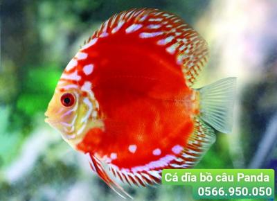 Cá Dĩa Bồ Câu Panda - Pigeon Red Panda Discus