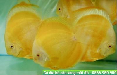 Cá Dĩa Bồ Câu Vàng Mắt Đỏ - Pegion Yellow Albino Discus