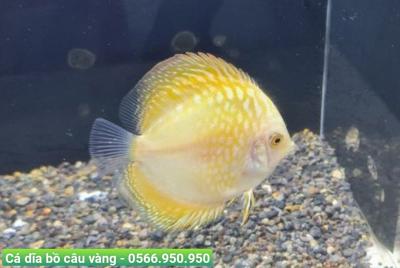 Cá Dĩa Bồ Câu Vàng - Pigeon Yellow Discus