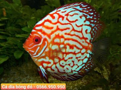 Cá Dĩa Bông Đỏ - Red Spotted Discus