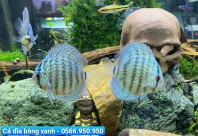 Cá Dĩa Bông Xanh - Mixed Blue Discus