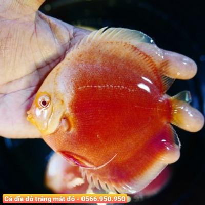 Cá Dĩa Đỏ Trắng Mắt Đỏ - Red-White Albino Discus