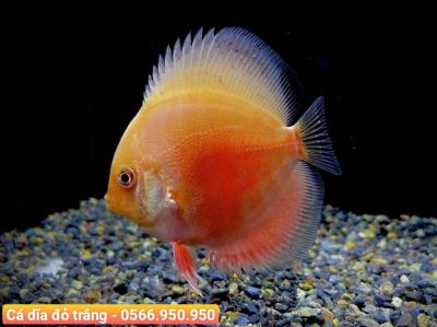 Cá Dĩa Đỏ Trắng - Red-White Leopard Discus