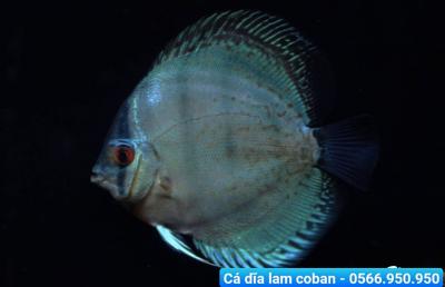 Cá Dĩa Lam Colban - Blue Solid Discus