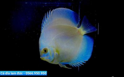 Cá Dĩa Lam Đức - Blue Diamond Discus