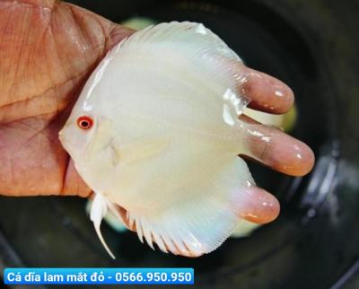 Cá Dĩa Lam Mắt Đỏ - Platinum Albino Discus