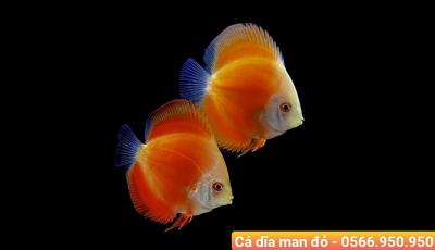 Cá Dĩa Man Đỏ - Manrlboro Red Discus