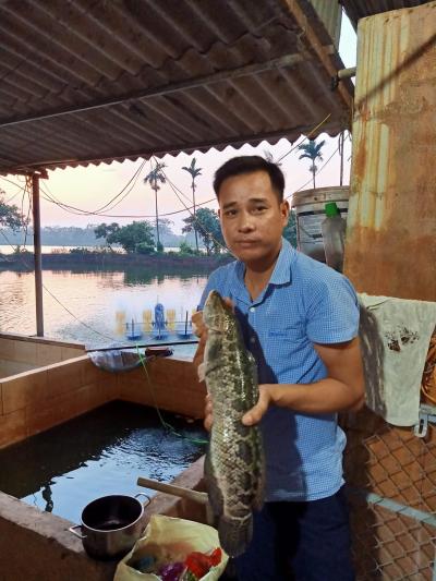 Cá lóc bông giống đạt chuẩn chất lượng, giá rẻ 