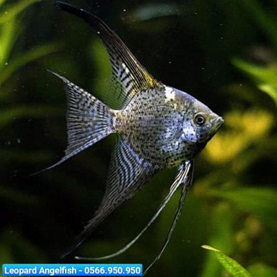 Cá Ông Tiên Leopard - Leopard Angelfish