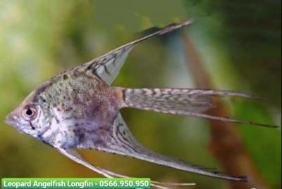 Cá Ông Tiên Leopard Vây Dài - Leopard Angelfish Longfin