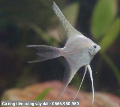 Cá Ông Tiên Trắng Vây Dài - Angels White Long Fish