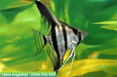 Cá Ông Tiên Zebra - Zebra Angelfish