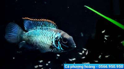 Cá Phượng Hoàng Acara - Blue Acara Cichlid