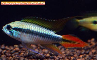 Cá Phượng Hoàng Peru Đỏ - Apistogramma Agassizii Red