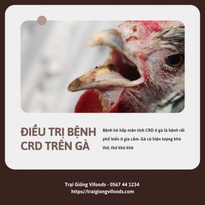 Cách điều trị bệnh CRD trên gà - Bệnh hen ở gà