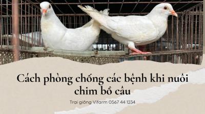 Cách phòng tránh các bệnh thường gặp ở bồ câu mà bạn không nên bỏ qua