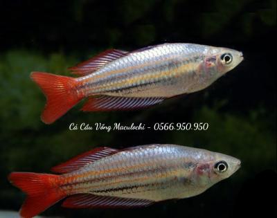 Cầu Vồng Maculochi - Maccullochi Rainbowfish