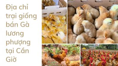 Địa chỉ trại gà giống bán Gà tàu vàng tại Cần Giờ