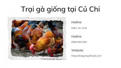 Địa chỉ trại gà giống bán Gà tàu vàng tại Củ Chi
