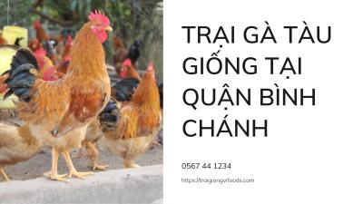 Địa chỉ trại gà giống bán Gà tàu vàng tại Quận Bình Chánh