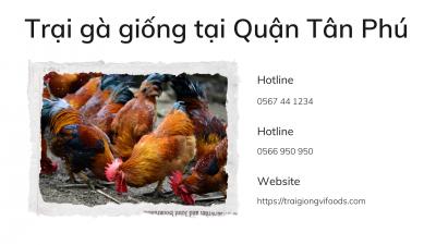 Địa chỉ trại gà giống bán Gà tàu vàng tại Quận Tân Phú