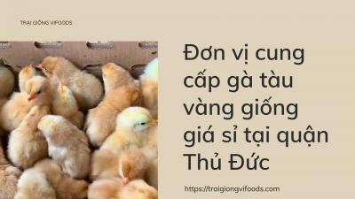 Địa chỉ trại gà giống bán Gà tàu vàng tại Quận Thủ Đức