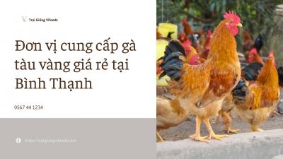 Địa chỉ trại giống bán Gà tàu vàng tại Quận Bình Thạnh