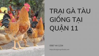 Đơn vị cung cấp gà tàu vàng giống giá sỉ tại quận 11