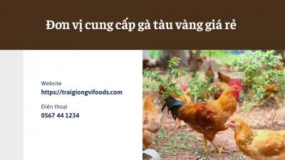 Đơn vị cung cấp gà tàu vàng giống giá sỉ tại quận 2