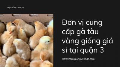 Đơn vị cung cấp gà tàu vàng giống giá sỉ tại quận 3