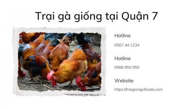 Đơn vị cung cấp gà tàu vàng giống giá sỉ tại quận 7