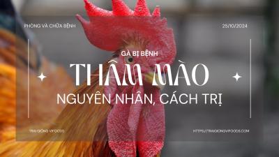 Gà bị thâm mào - Nguyên nhân và cách chữa trị