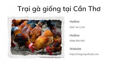 Gà con giá bao nhiêu? Trại gà tàu giống tại Cần Thơ