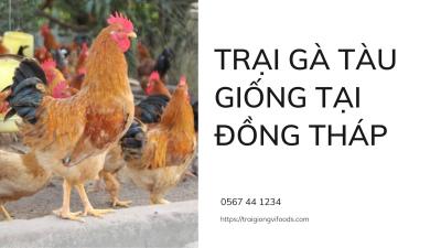 Gà con giá bao nhiêu? Trại gà tàu giống tại Đồng Tháp