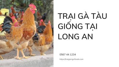 Gà con giá bao nhiêu? Trại gà tàu giống tại Long An