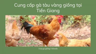 Gà con giá bao nhiêu? Trại gà tàu giống tại Tiền Giang